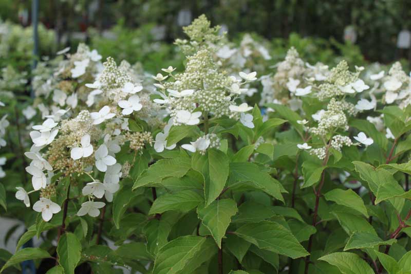 Превью изображения