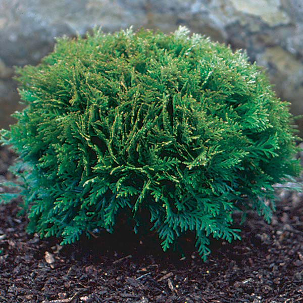 Превью изображения