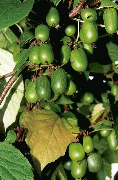 Превью изображения