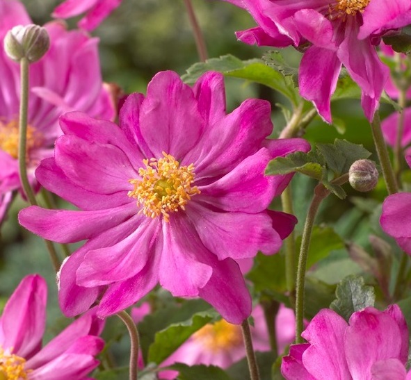 Превью изображения