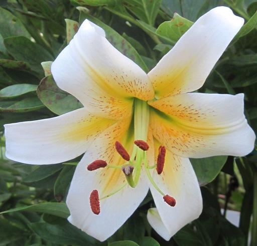 Превью изображения