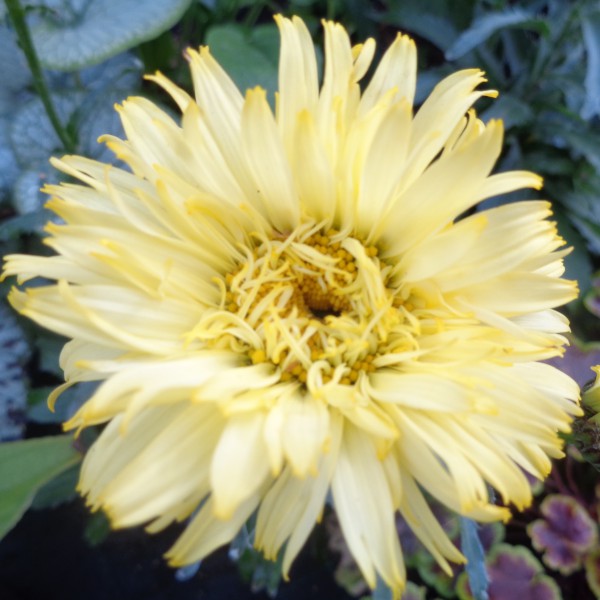 Превью изображения