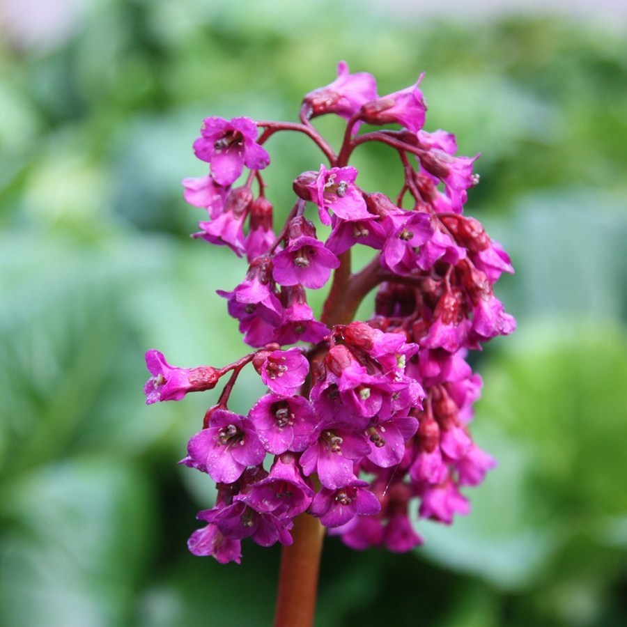 Превью изображения