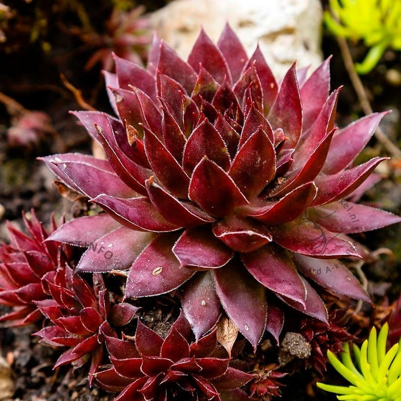 Превью изображения