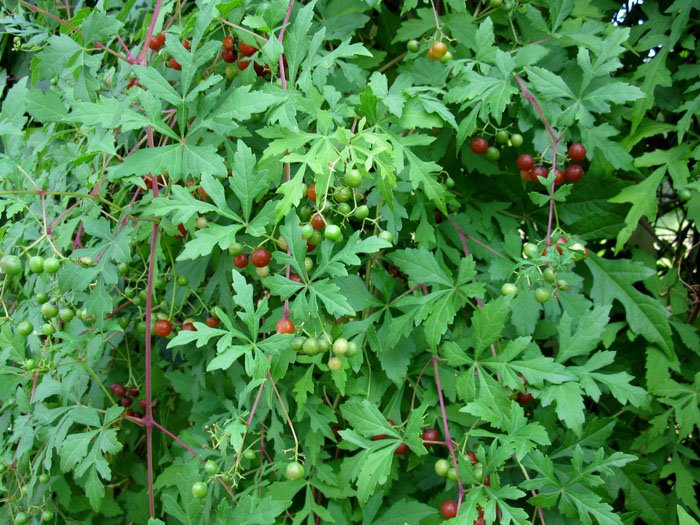 Превью изображения