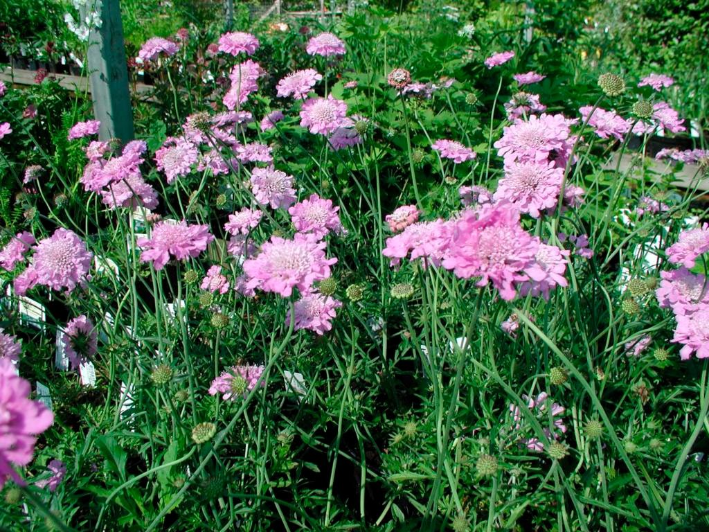 Превью изображения