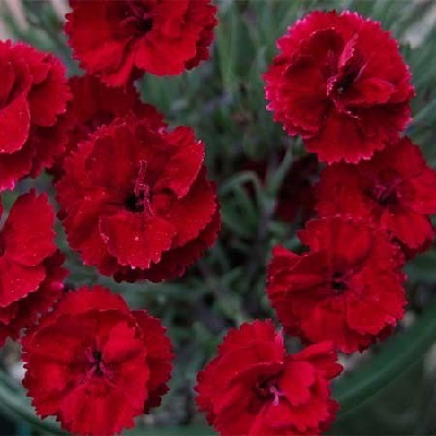 Превью изображения