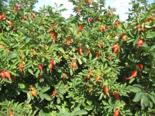 Превью изображения