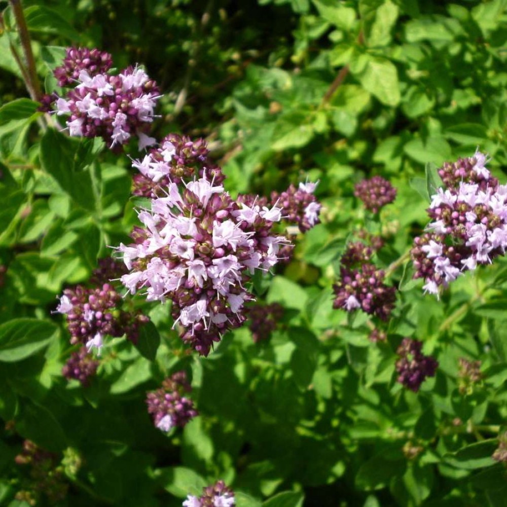 Превью изображения