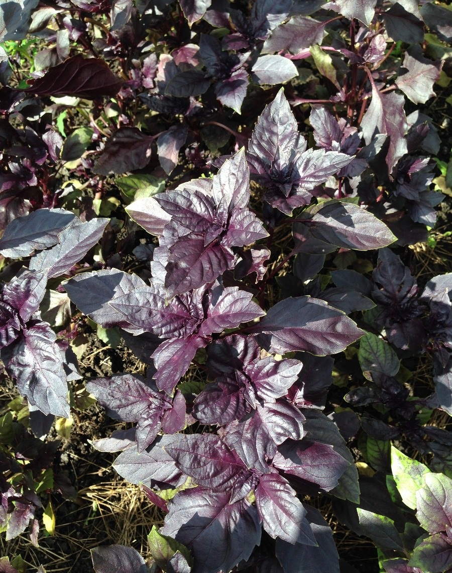 Превью изображения