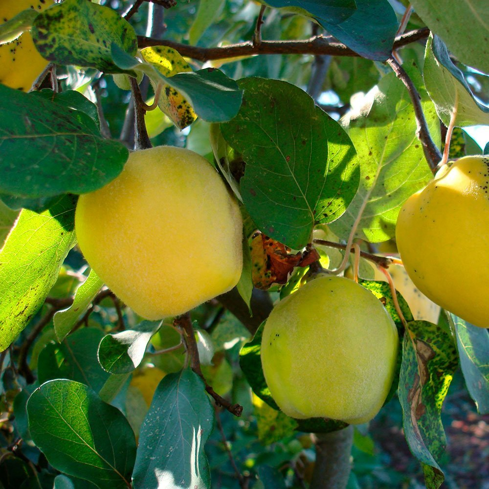 Превью изображения