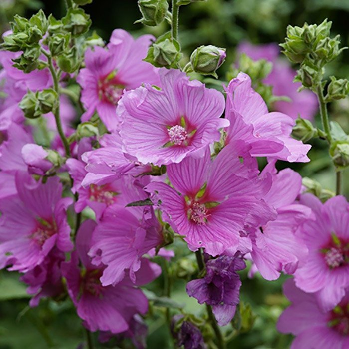 Превью изображения