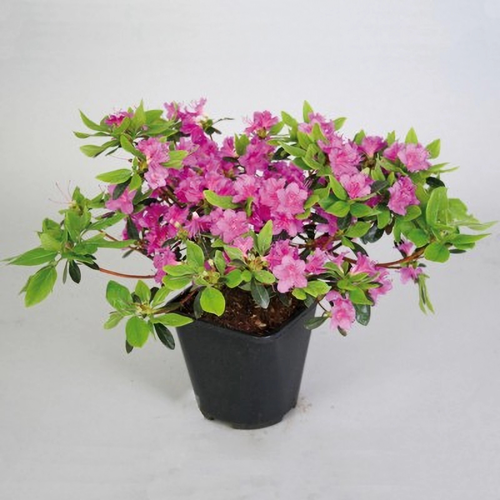 Превью изображения