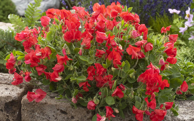 Превью изображения