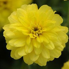 Превью изображения