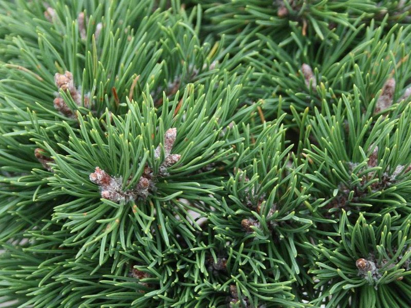 Превью изображения