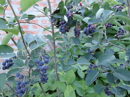 Превью изображения