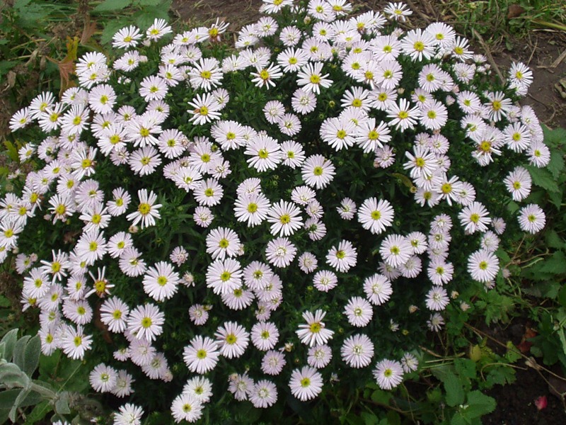 Превью изображения