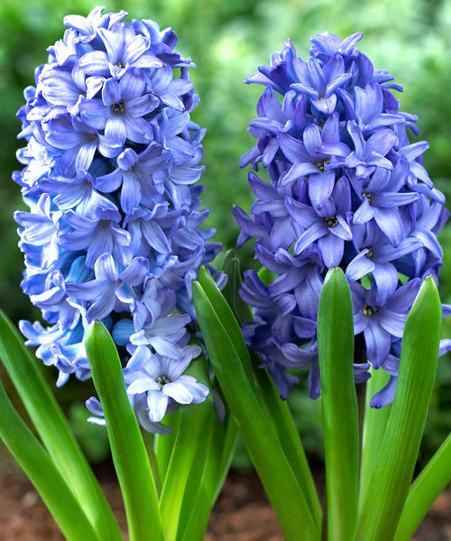 Превью изображения