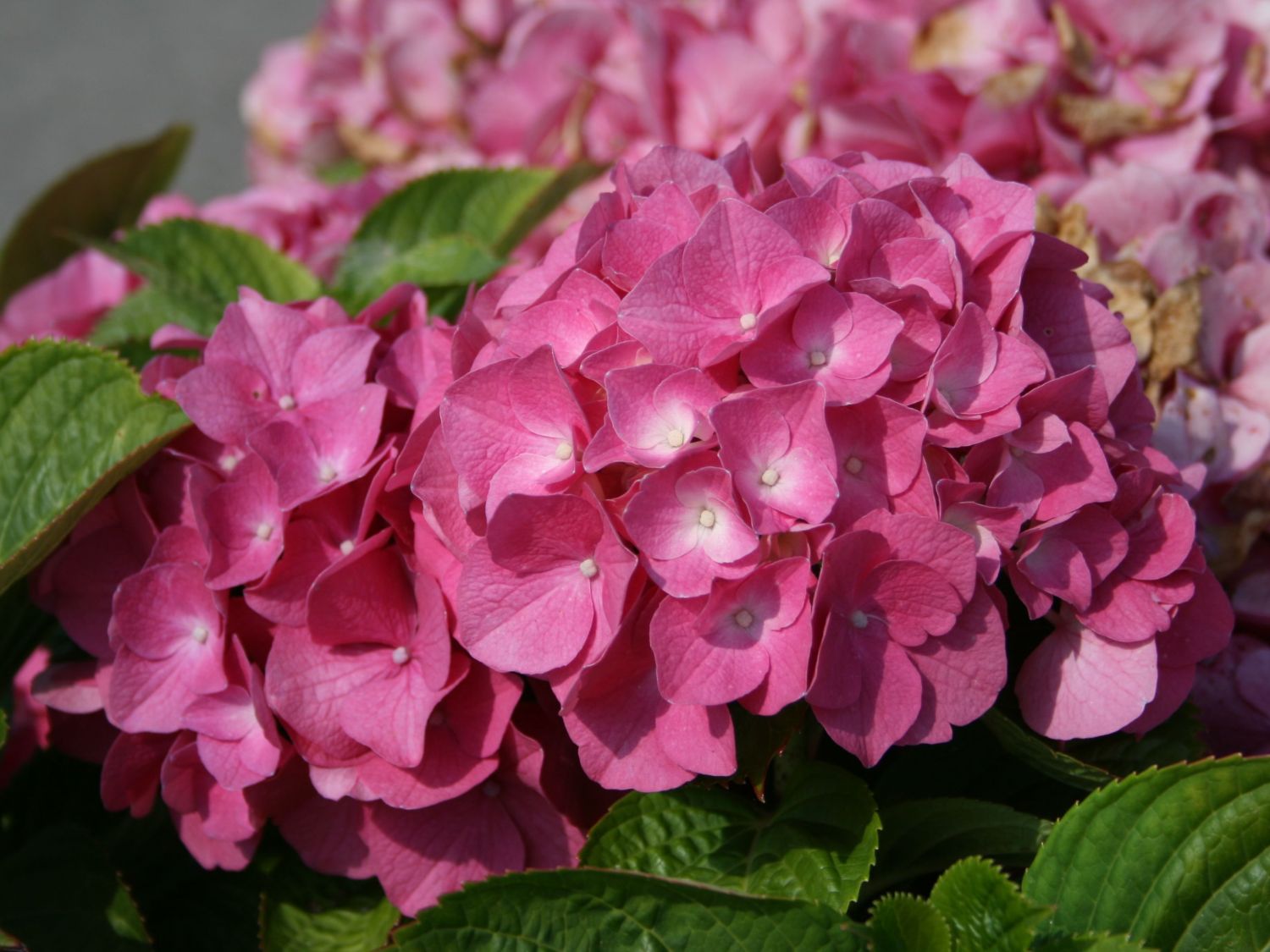 Превью изображения