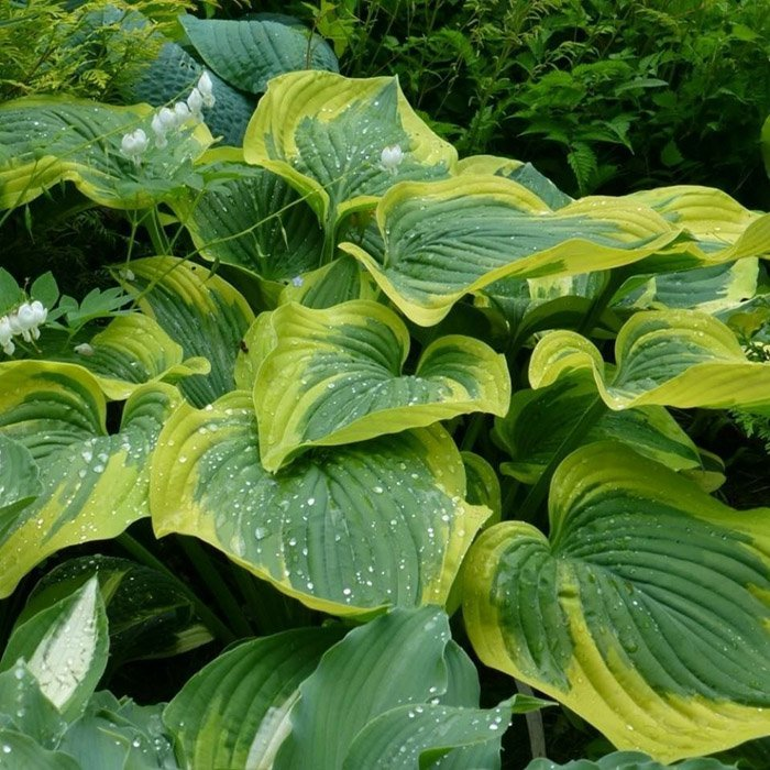 Превью изображения