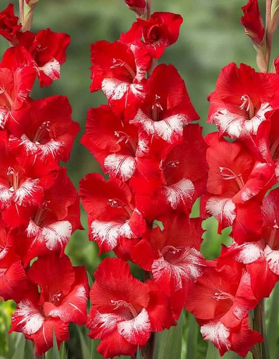 Превью изображения