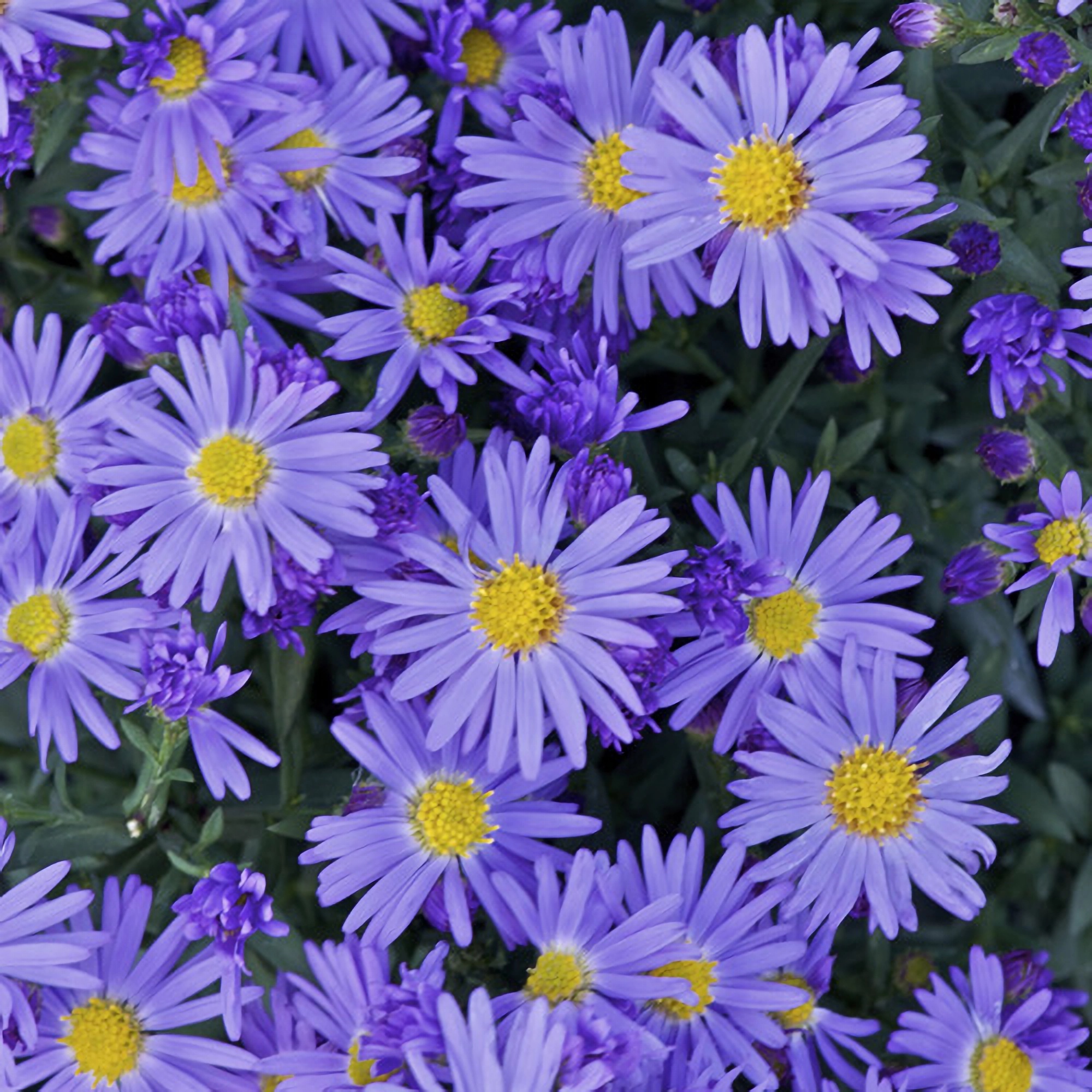 Превью изображения