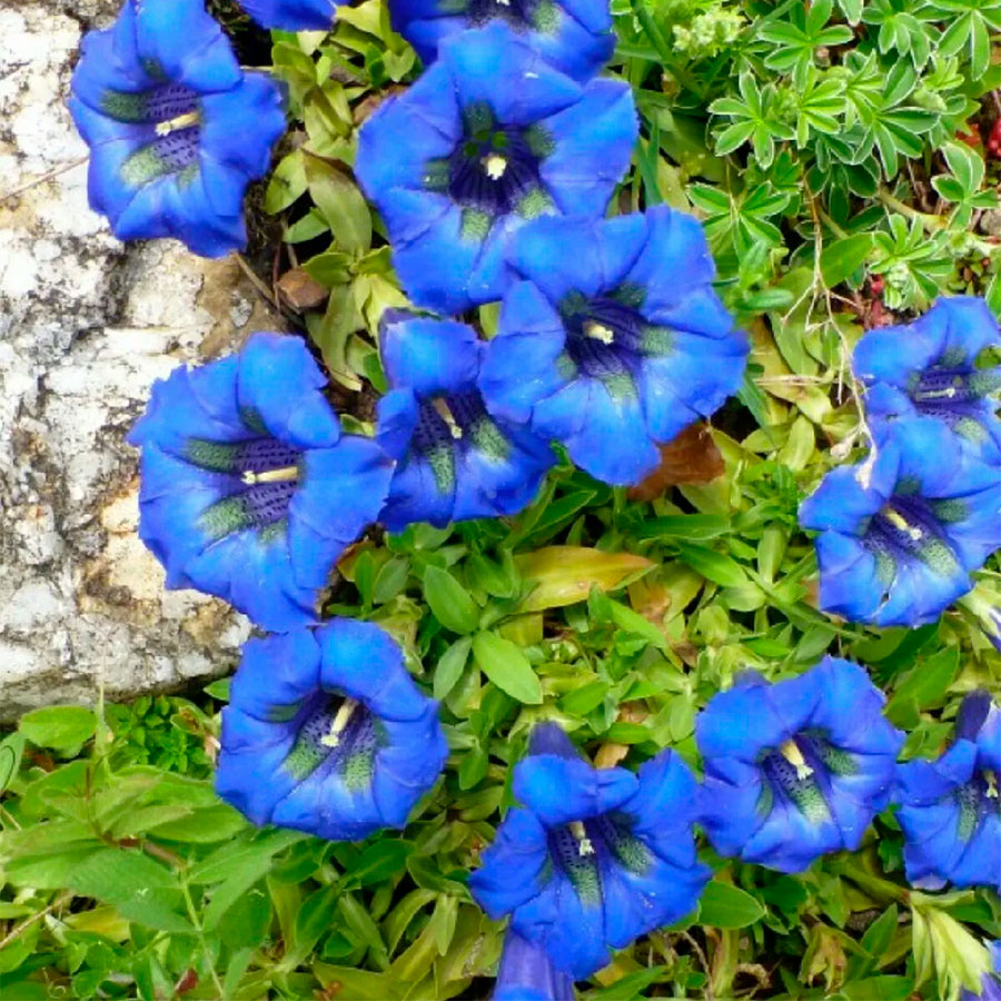 Превью изображения