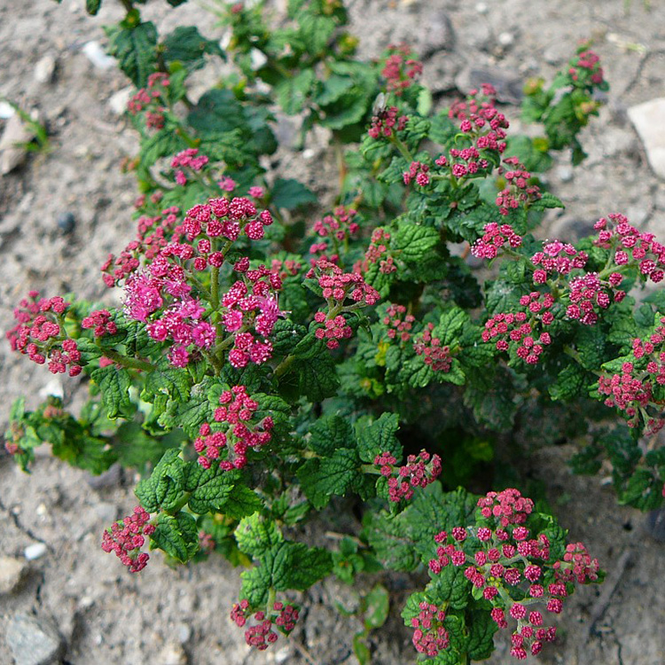 Превью изображения