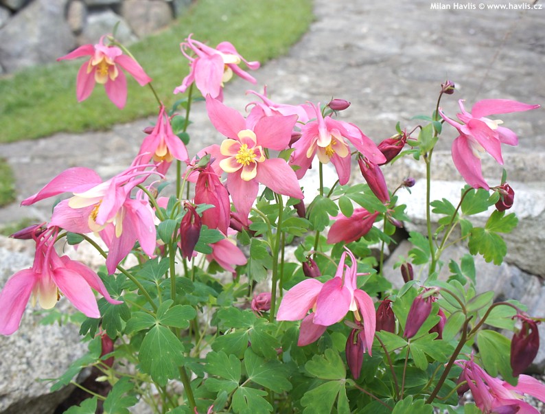 Превью изображения