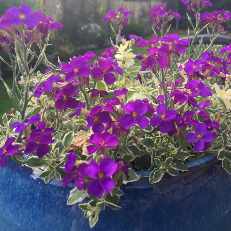 Превью изображения