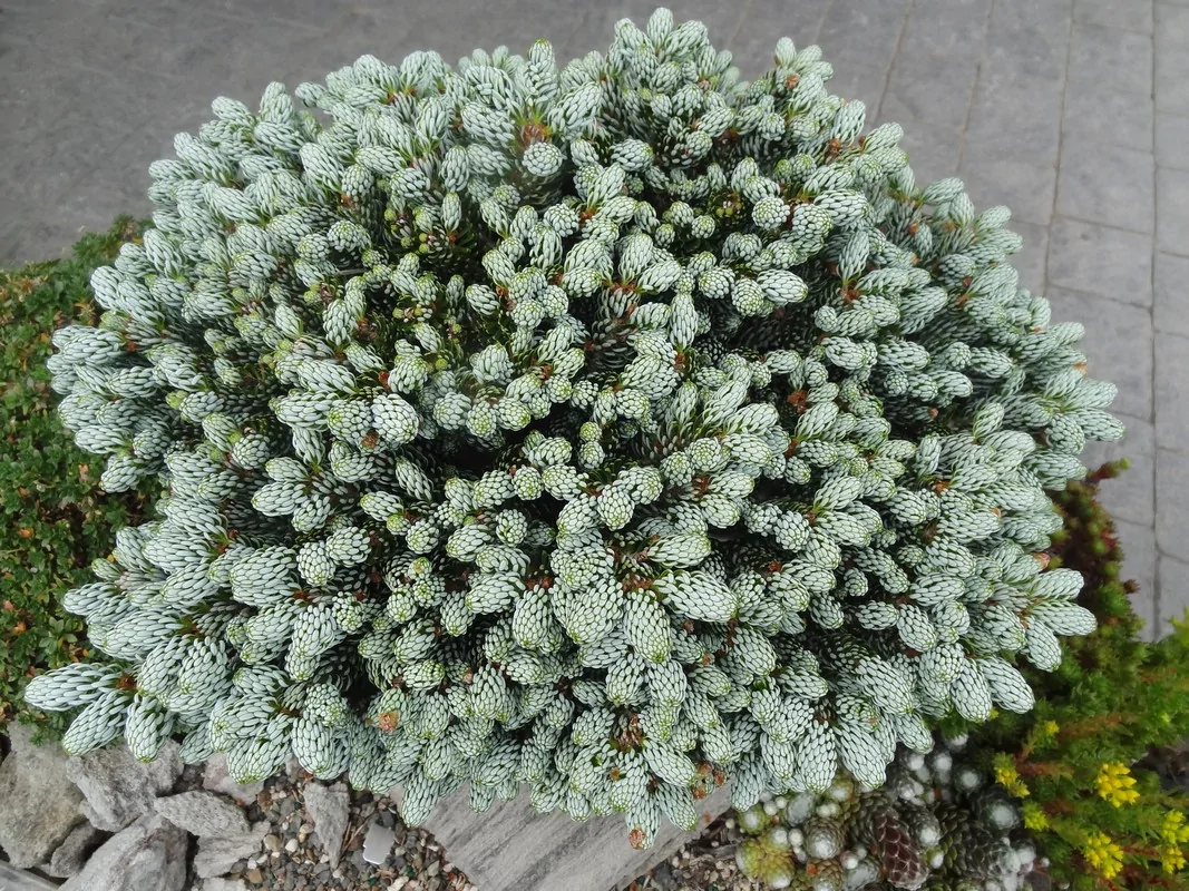 Превью изображения