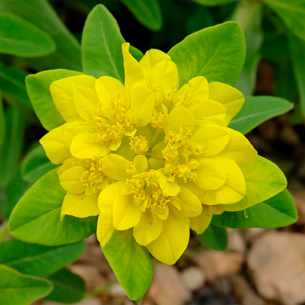 Превью изображения