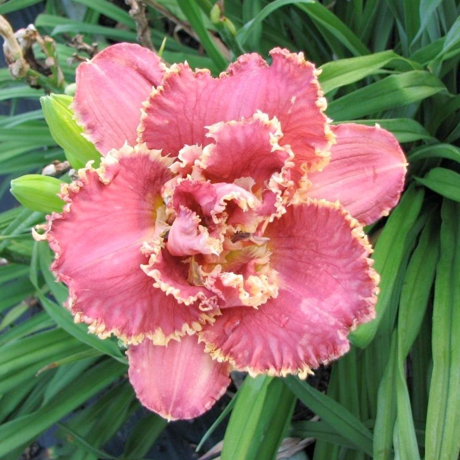 Превью изображения