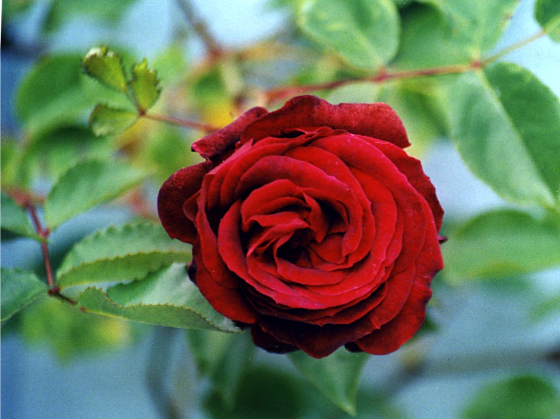 Превью изображения