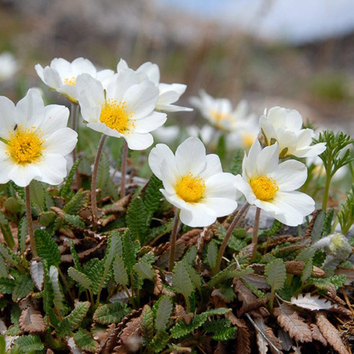 Превью изображения