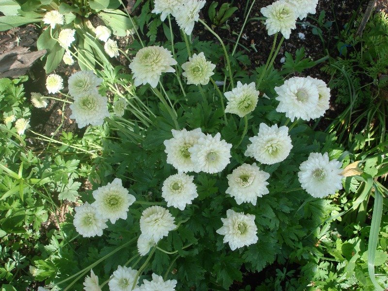 Превью изображения