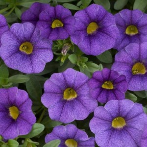 Превью изображения