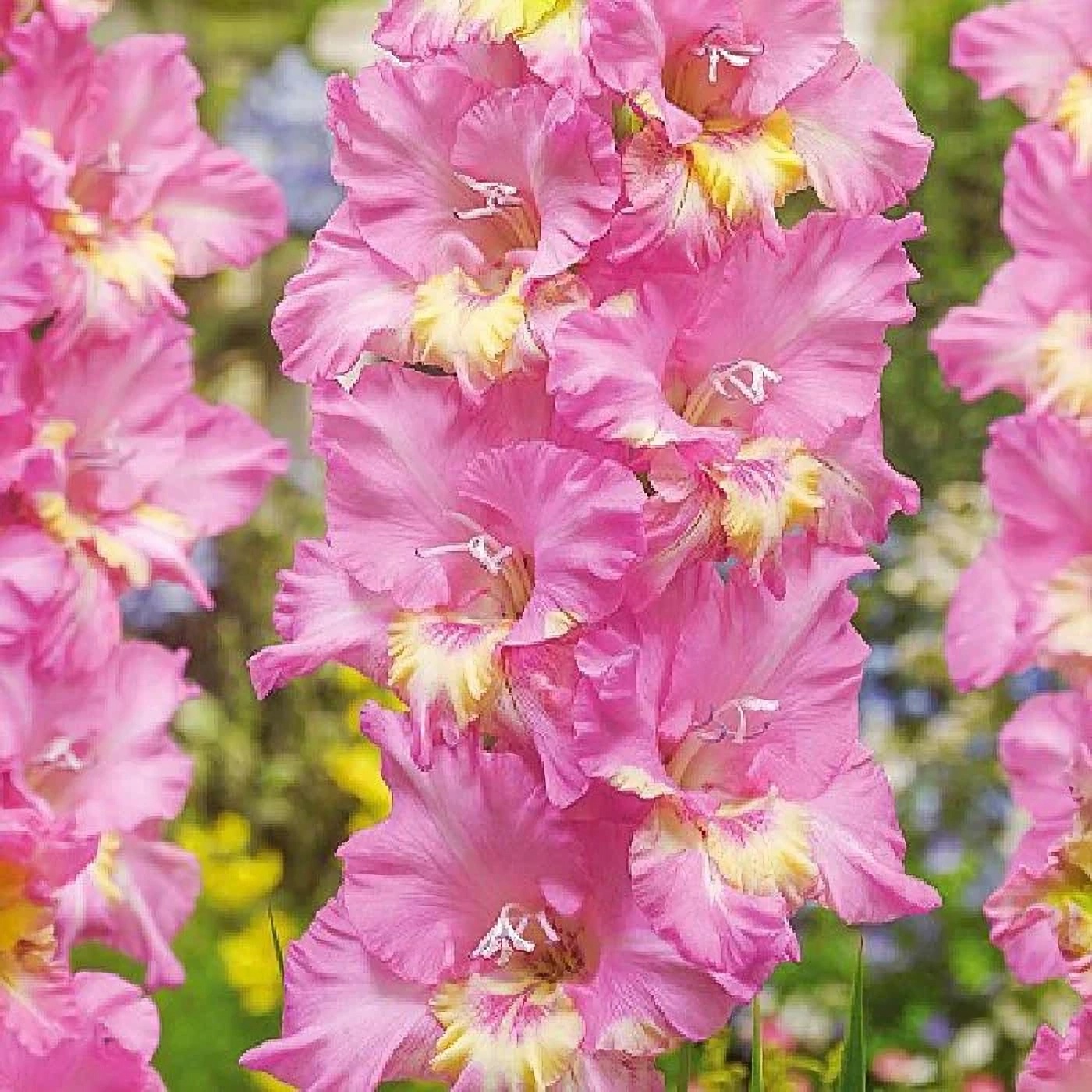 Превью изображения