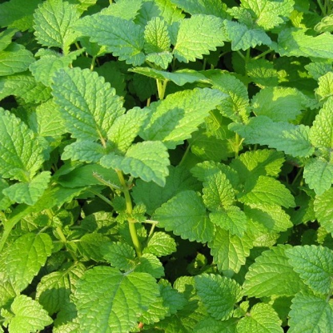 Превью изображения