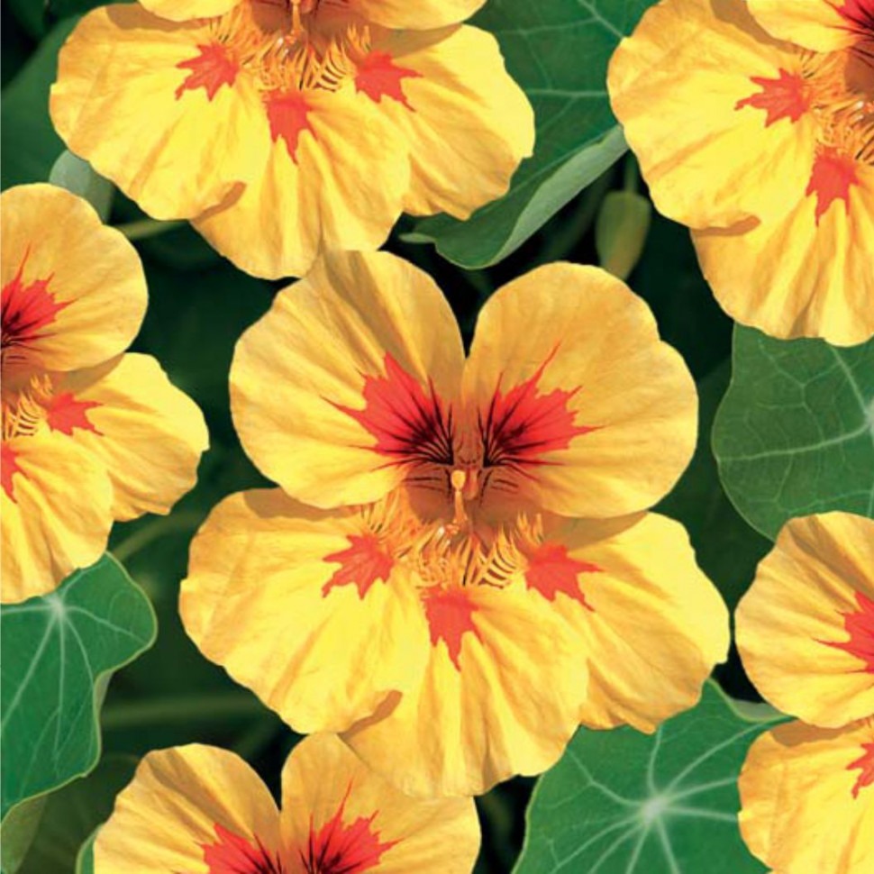 Превью изображения