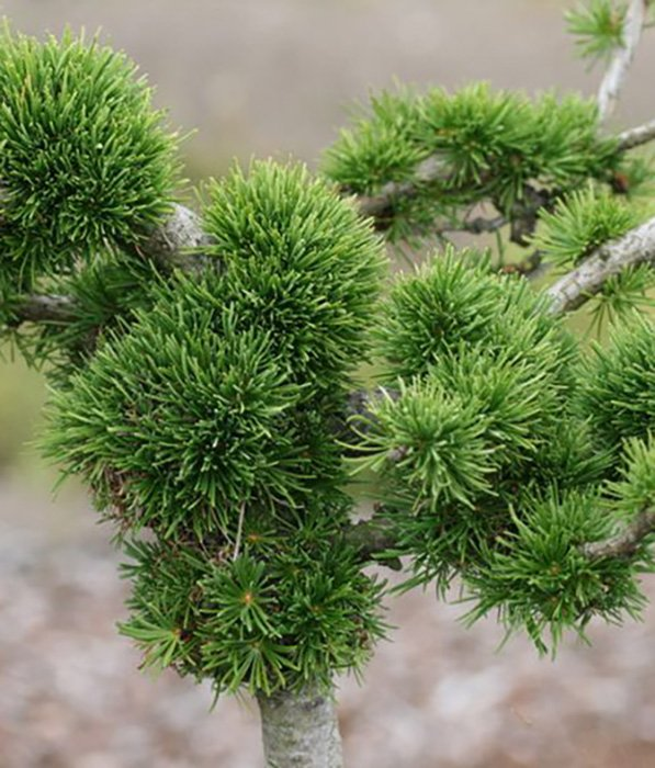 Превью изображения