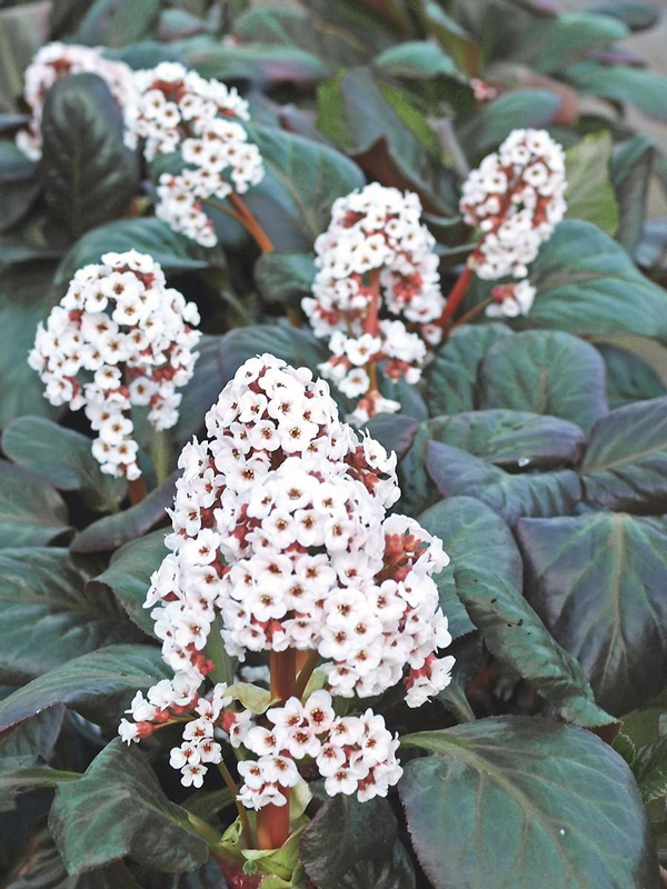 Превью изображения