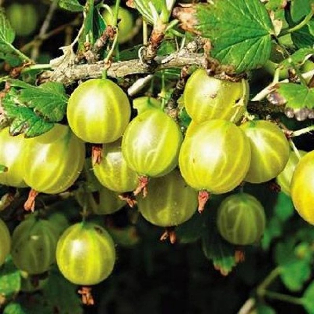 Превью изображения