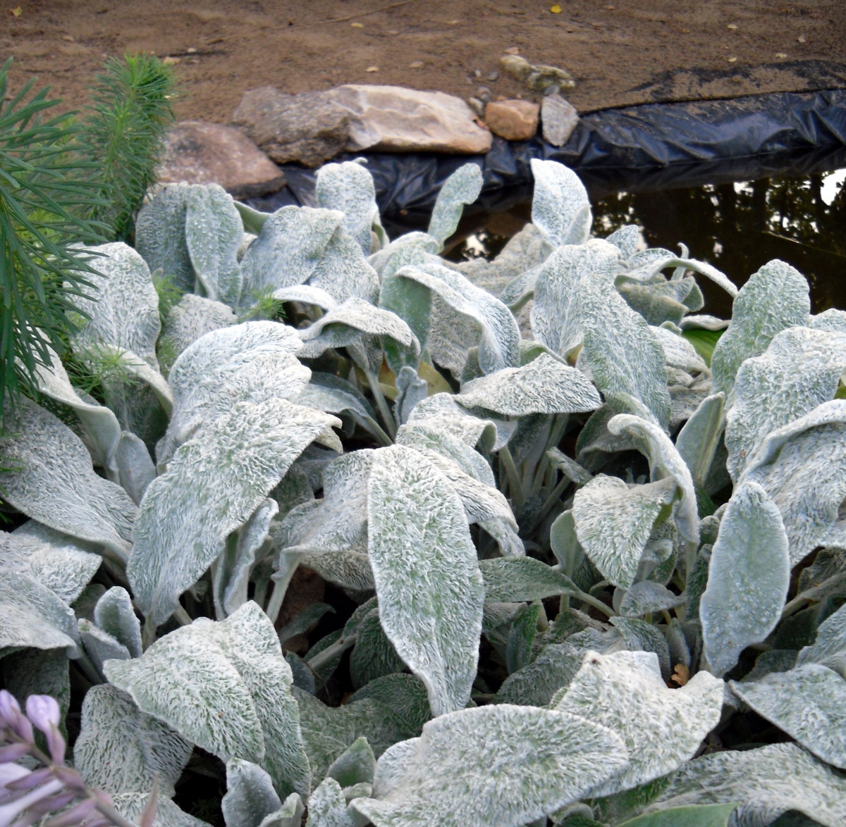 Превью изображения