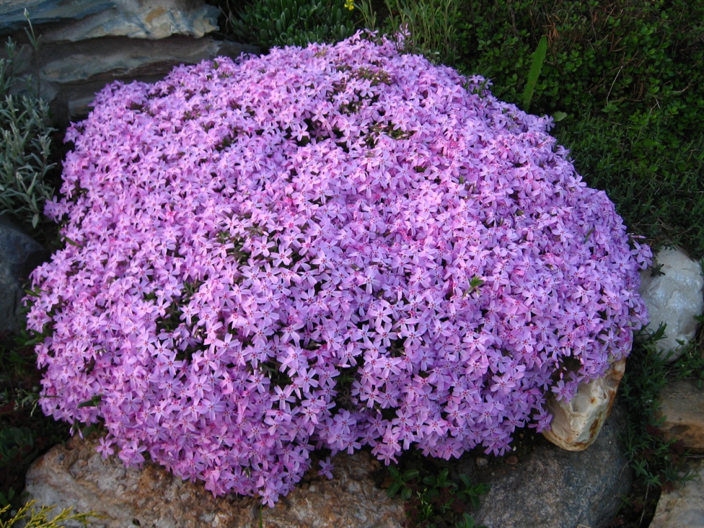 Превью изображения