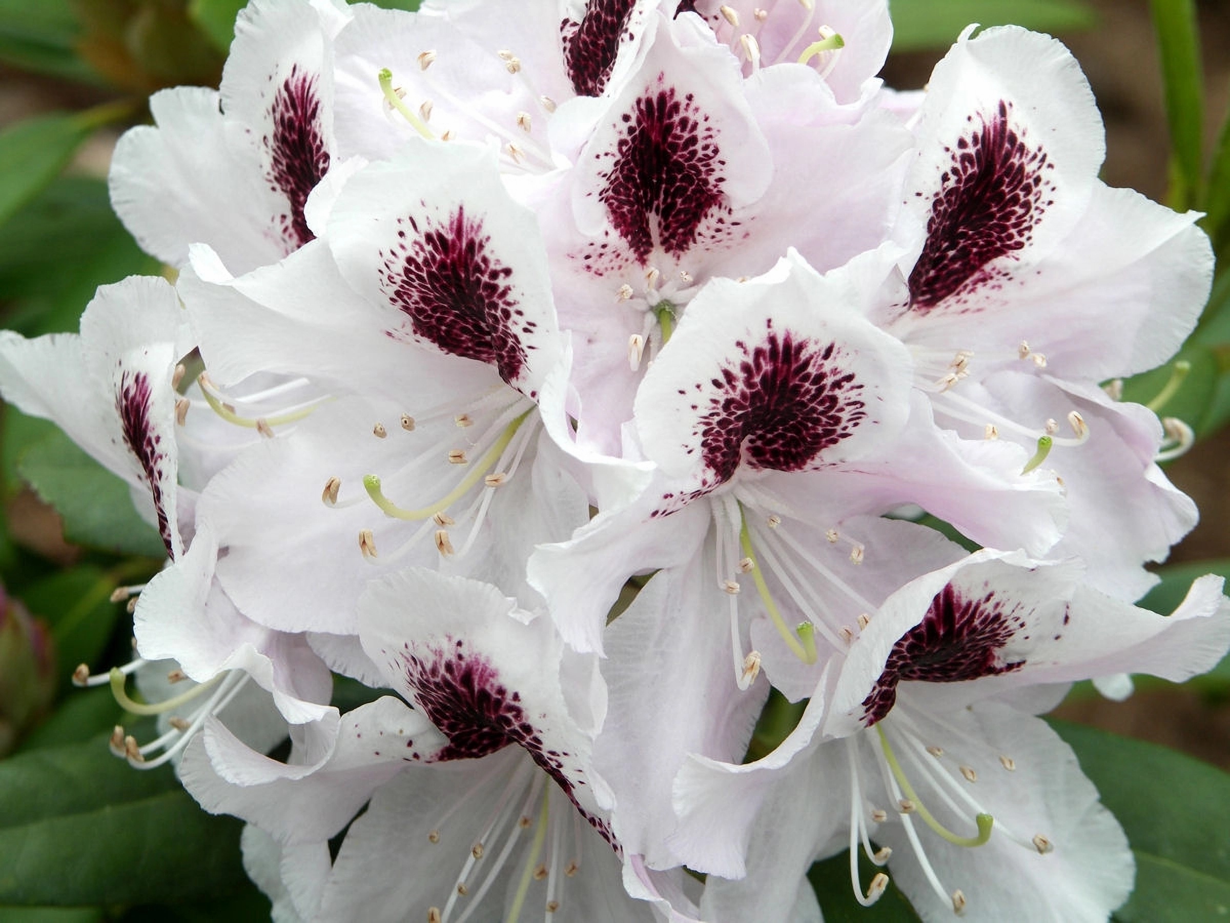 Превью изображения