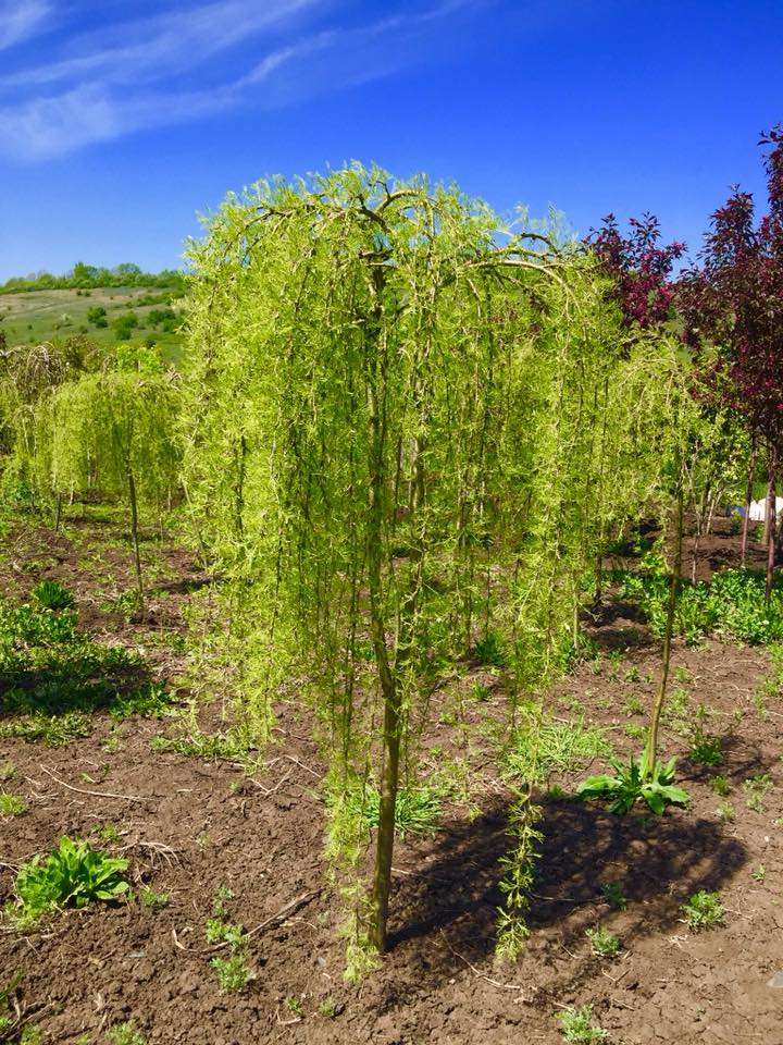 Превью изображения