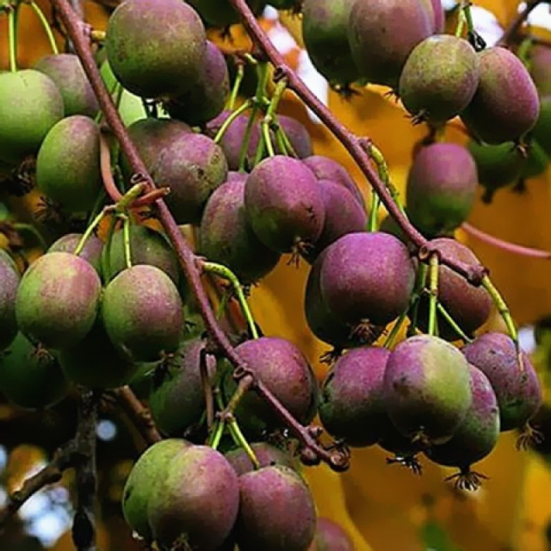 Превью изображения