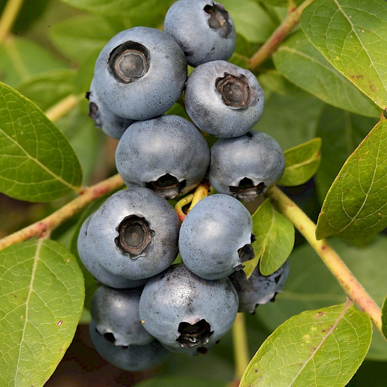 Превью изображения